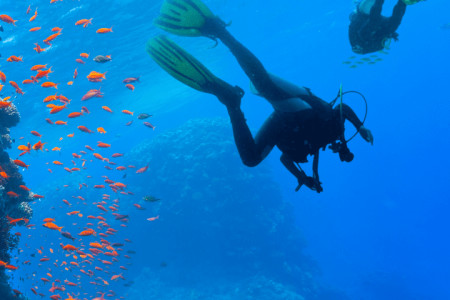 Scuba Diving in Abu Dhabi