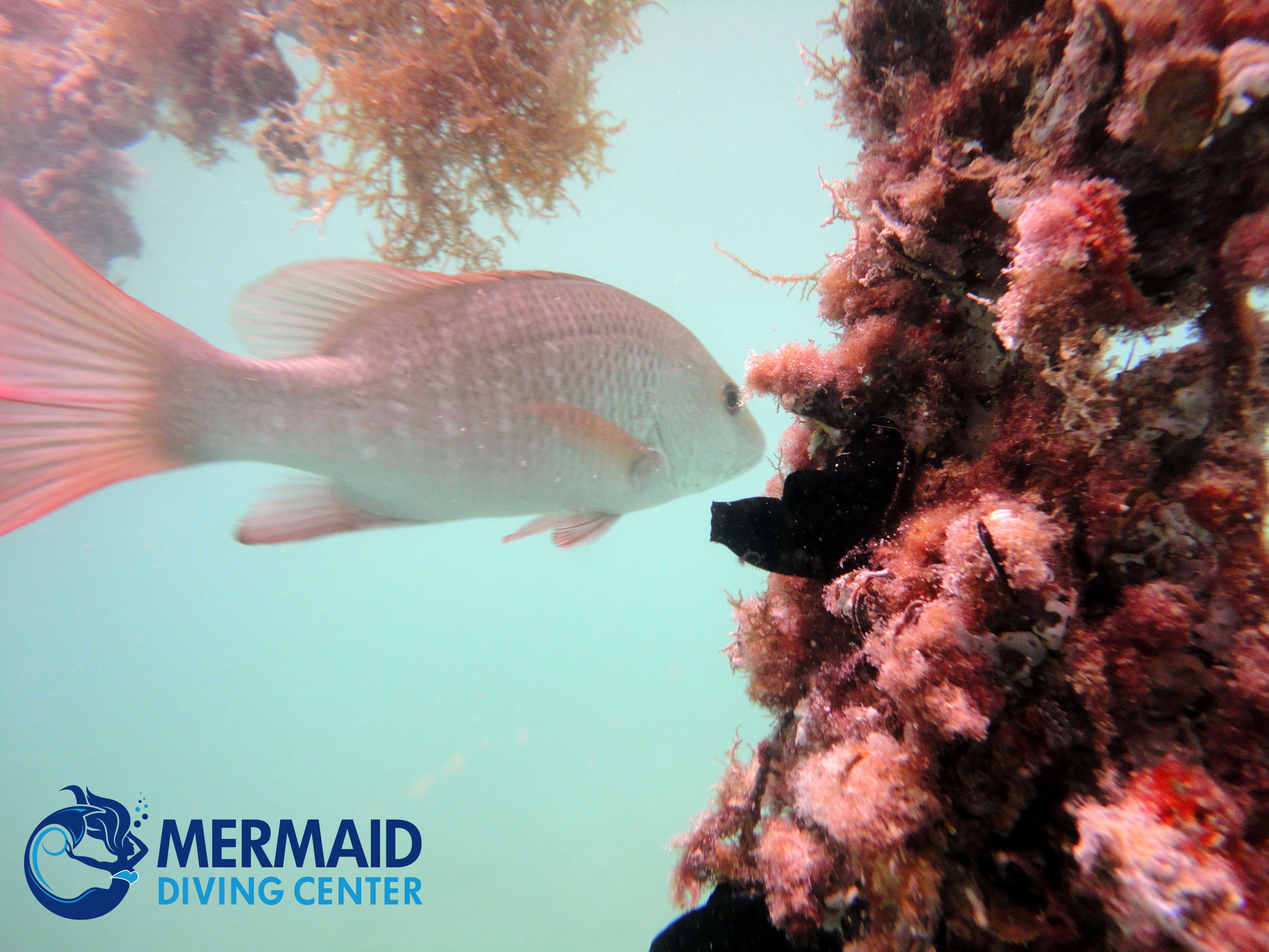 scuba-abu-dhabi